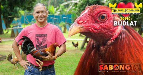 sabong tv usapang bloodline|Linyadang Budlat ang Usapang Bloodlines .